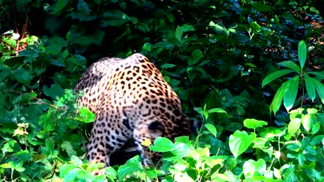 Leopard-walking-in-forest