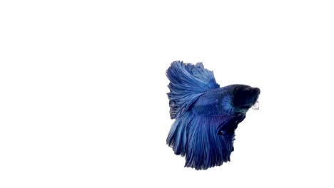 Super-Slow-Motion-der-pulsierenden-siamesische-Kampffische-(Betta-Splendens),-Name-bekannt-ist-Thai,-Plakat