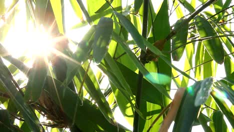 Bamboo--leaves-with-sunlight-in-Chiangmai-Thailand