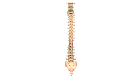 Anatomía-de-Columna-Vertebral-del-sistema-esquelético-humano