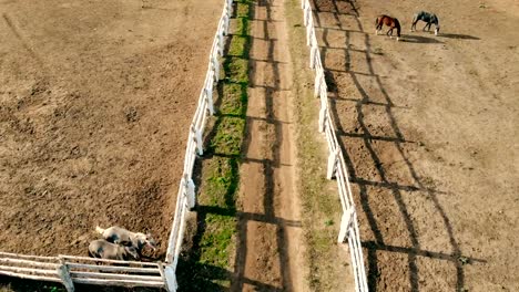 Herd-of-young-thoroughbred-horses-walking-in-paddock-and-grazing.-Ranch-or-farm-at-clear-sunny-day.