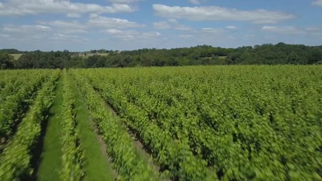 Luftaufnahme,-die-schöne-Landschaft-Bordeaux-Weinberg-bei-Sonnenaufgang,-Film-von-Drohne-im-Sommer