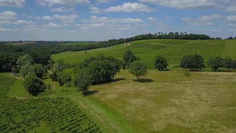 Luftaufnahme,-die-schöne-Landschaft-Bordeaux-Weinberg-bei-Sonnenaufgang,-Film-von-Drohne-im-Sommer