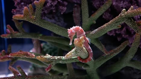 Caballo-de-mar-en-acuario.