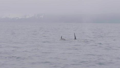 Couple-wild-killer-whale-swimming-and-diving-in-sea-on-snowy-mountain-landscape