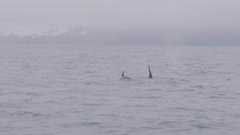 Pareja-salvaje-orcas-natación-y-buceo-en-mar-en-paisaje-de-montaña-nevado