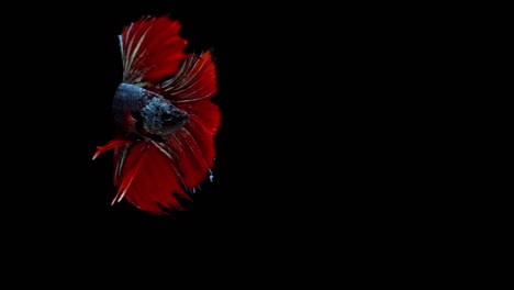 Super-lenta-de-rojo-pez-luchador-de-Siam-(Betta-splendens),-bien-conocido-nombre-es-Plakat-tailandés