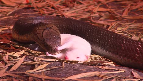 Schlangen---King-Cobra-Fütterung