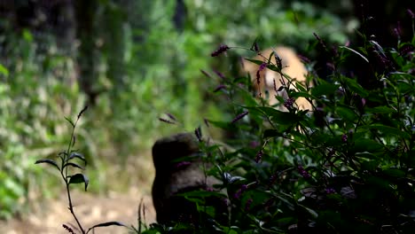 Defocused-Bengal-Tiger-walks-towards-camera-in-jungle