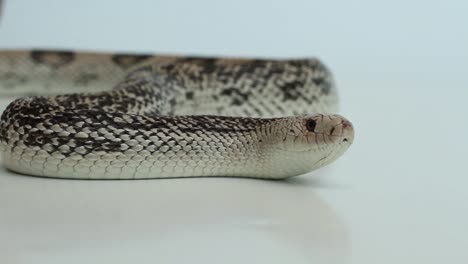 Northern-Pine-Snake-auf-weißem-Hintergrund