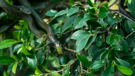 Oriental-rat-snakes