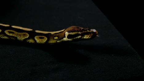 Yawning-snake---royal-python