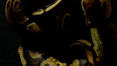 Pattern-of-ball-python's-snakeskin