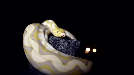 Albino-snake-on-stone