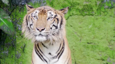 close-up.-Bengal-tigers-in-natural-waterfalls.-4K-Resolution