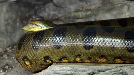 Green-anaconda-(Eunectes-murinus).-Big-anaconda.
