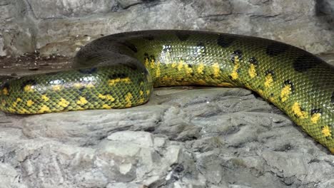 Green-anaconda-(Eunectes-murinus).-Big-anaconda.