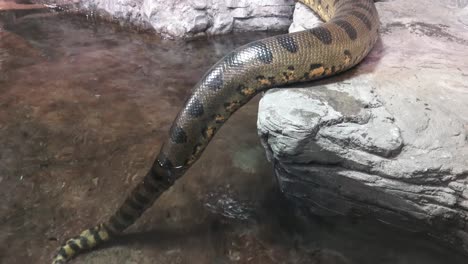 Green-anaconda-(Eunectes-murinus).-Big-anaconda.