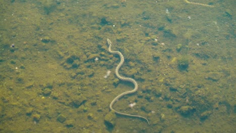 Snake-floats-under-the-surface-of-the-water.