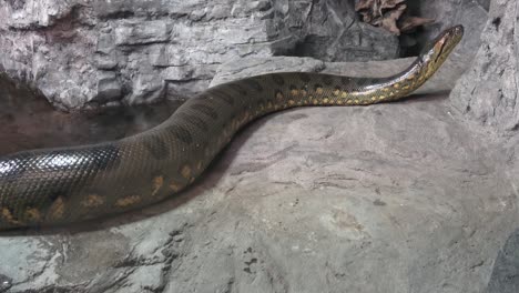 Anaconda-verde-(Eunectes-murinus).-Gran-anaconda.