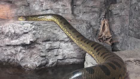 Anaconda-verde-(Eunectes-murinus).-Gran-anaconda.