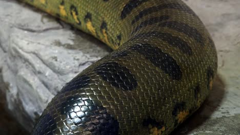Green-anaconda-(Eunectes-murinus).-Big-snake.-4k-resolution