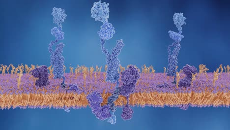 La-proteína-precursora-de-amiloide-está-hendida-por-gamma-y-beta-secretases-y-liberar-el-péptido-amiloide-beta,-que-está-implicado-en-la-enfermedad-de-Alzheimer.