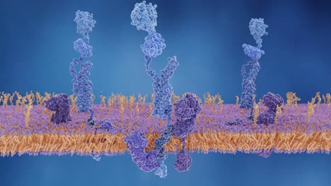 Das-Amyloid-Precursor-Protein-gespalten-wird-von-Gamma-und-Beta-Secretases-und-Freigabe-der-Beta-Amyloid-Peptid,-die-in-der-Alzheimer-Krankheit-beteiligt-ist.