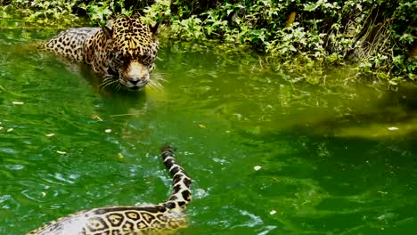 Two-jaguar-playing-and-swimming-in-pond