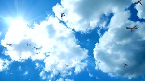 Ducks-flying-against-beautiful-blue-sky,-panning