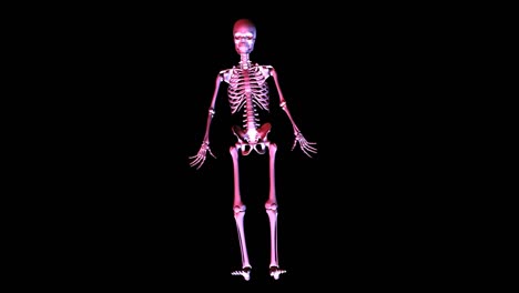 Animation-of-a-posing-Skeleton