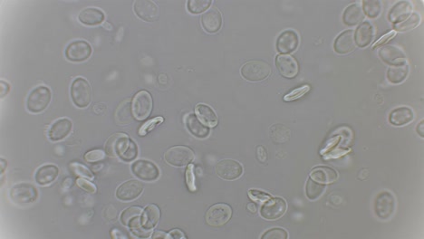 El-movimiento-de-la-sangre-bajo-un-microscopio