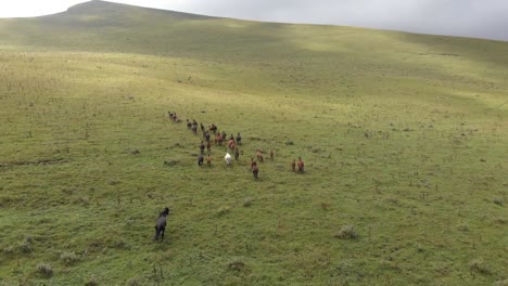 Aerial-shots-of-a-herd-of-horses-running-through-a-mountain-valley.