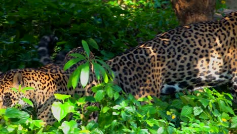 Leopard-Wandern-im-Wald