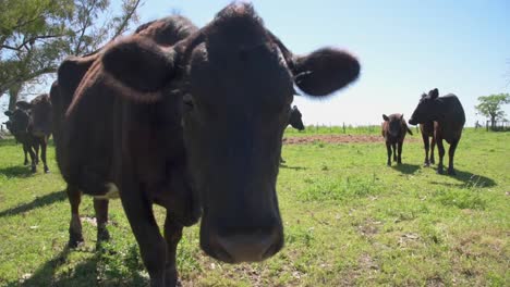 First-plane-of-a-bull-and-some-cows-on-the-back-watching-to-the-camera-and-coming-closer-on-a-sunny-day-on-summer-or-spring