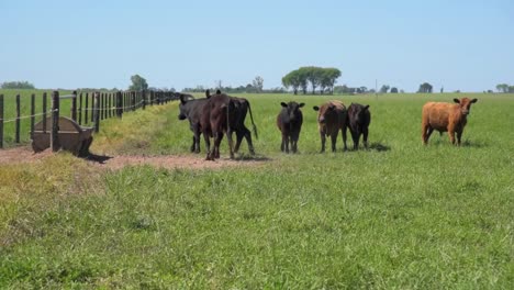 Some-cows-and-calfs-next-to-a-drinking-fountain-are-watching-to-the-camera-and-suddenly-start-to-run-away-on-a-sunny-day-on-summer-or-spring|