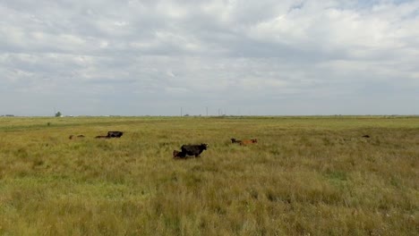 Ganado-y-los-caballos-descansando-en-campo-solo