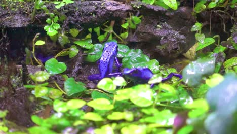 rana-azul-exótica-en-bosque-húmedo