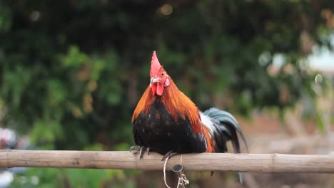 native-Thai-rooster-cockerel-perched-on-a-bamboo-pole-watching-and-waiting-for-it's-owner-in-a-local-Thai-village,-Northern-Thailand,-Southeast-Asia