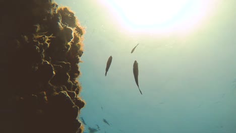 Peces-nadar-disparo-submarino-de-la-parte-inferior-de-los-fondos-marinos-del-mar-con-los-rayos-solares-a-través-de-agua-clara.