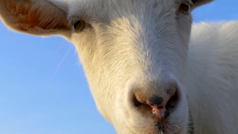 Animals,-close-up-of-a-goat