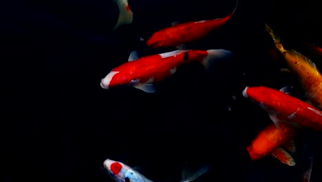 Slow-Motion-von-Koi-Karpfen-schwimmen-im-Aquarium,-Fancy-Karpfen,-Ansicht-von-oben