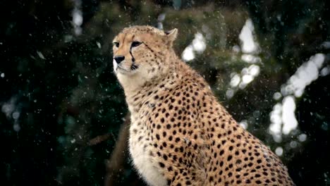 Cheetah-in-Snowfall