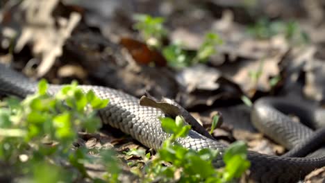 La-serpiente-se-arrastra-en-el-pasto