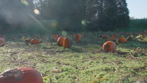 Remiendo-de-la-calabaza-podrida