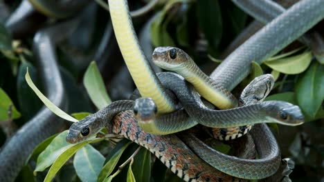 Oriental-rat-snakes