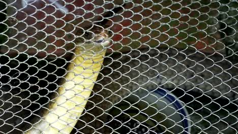 The-king-cobra-in-the-cage