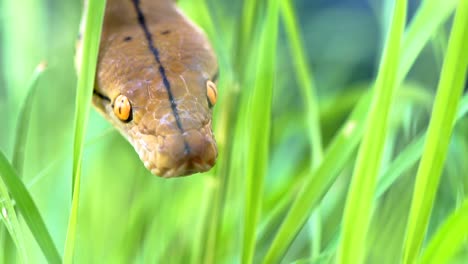 Python-(Morelia-Viridis).-Nahaufnahme-des-Auges