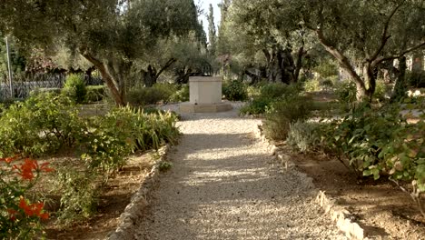 camino-y-olivos-en-el-jardín-de-Getsemaní,-Jerusalén