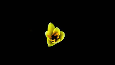 Time-lapse-of-Zephyranthes-Lily-blooming